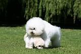 BICHON FRISE 552